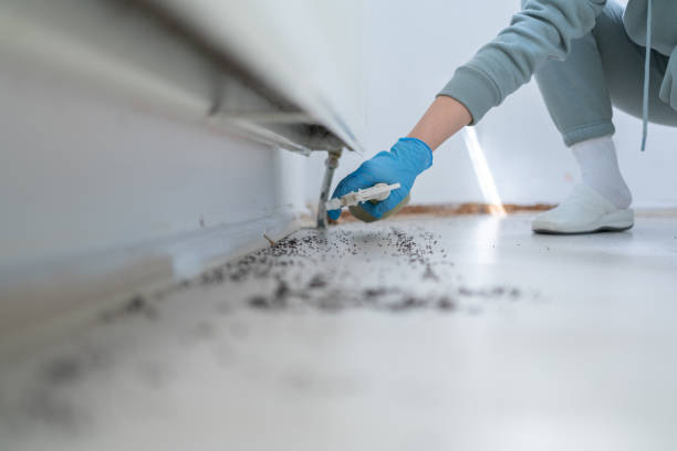 Best Wasp Removal Services  in Woodson Terrace, MO